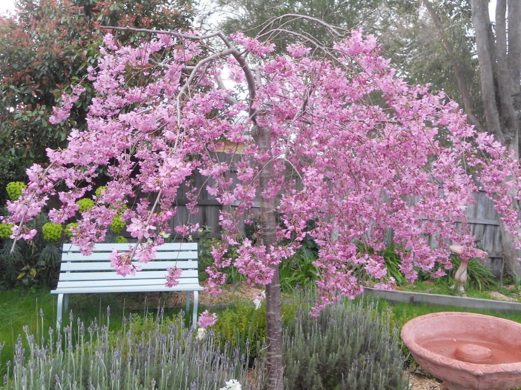 Astley Cottage Daylesford Ruang foto
